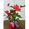 anthurium_4_pouces