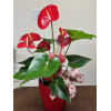 anthurium_6_pouces