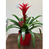 bromlia_guzmania