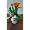 ornithogalum__2