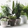 plantes_vertes