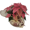 poinsettia_rose